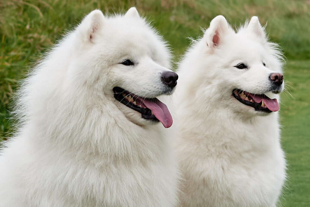 ​10 Hilarious Weird Dog GIF You’ll Love