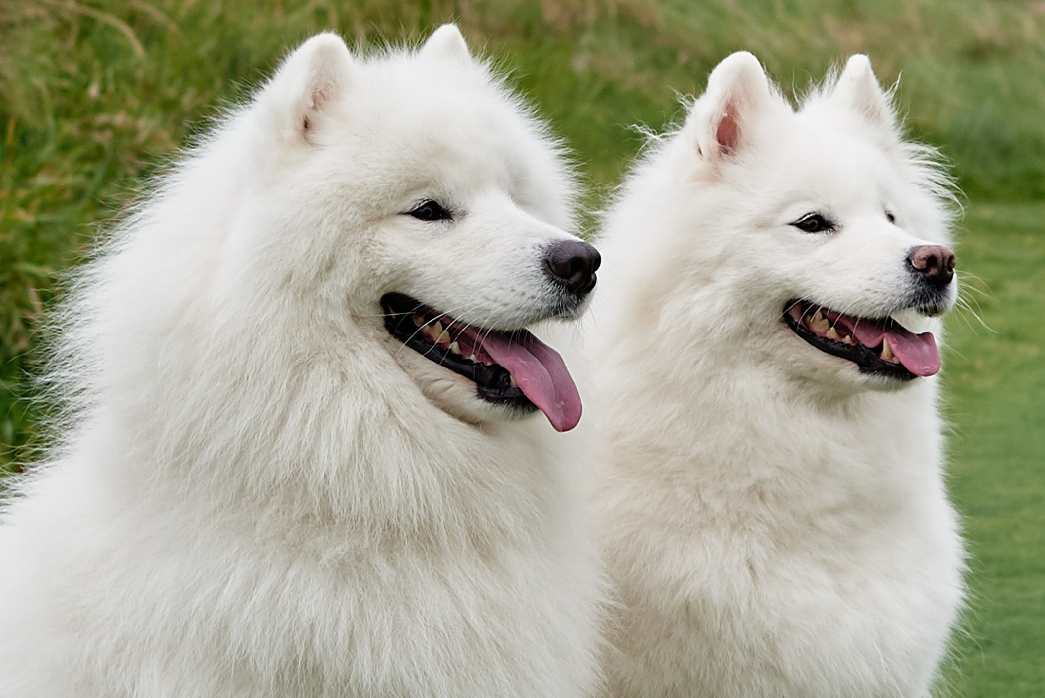 weird dog gif